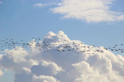 14 мая — Всемирный день мигрирующих птиц - новости экологии на ECOportal