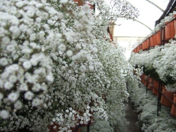 20 цветов которые можно посеять под зиму