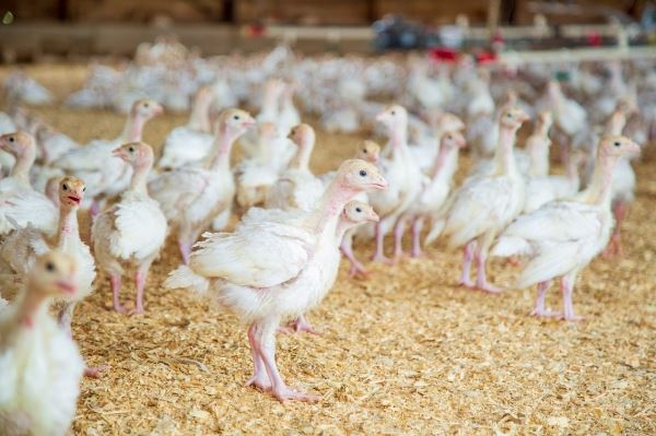 Франция начала экспериментальную вакцинацию поголовья против гриппа птиц