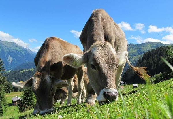 В Республике Дагестан валовой надой молока вырос на 0,2%