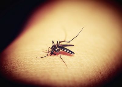 Как комары отличают людей от животных - новости экологии на ECOportal