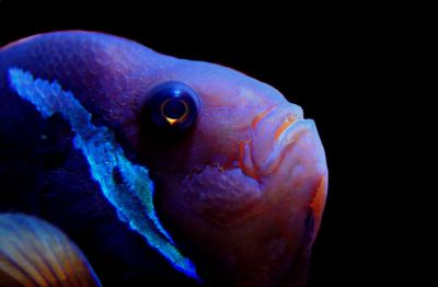 Круглое существо с голубыми глазами выбросило на берег острова Итуруп / Видео - новости экологии на ECOportal