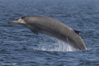 Малоизученный вид китов оказался скоростным ныряльщиком - новости экологии на ECOportal