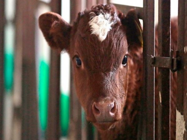 Первый в России клонированный теленок открыл дорогу к ГМО-инженерии