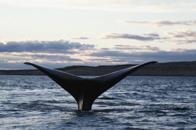 Почти треть краснокнижных гренландских китов в РФ травмируются из-за сетей - новости экологии на ECOportal