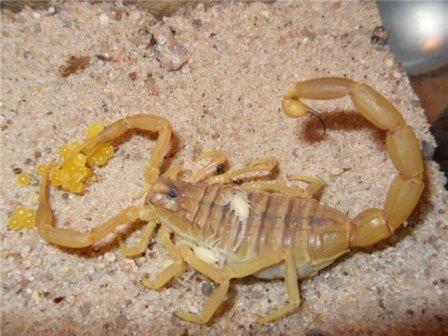 Самый ядовитый скорпион заснят высокоскоростной камерой в момент нападения
