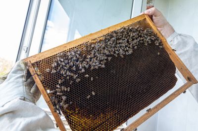 Стало известно о глобальном вымирании пчел из-за нового вируса - новости экологии на ECOportal