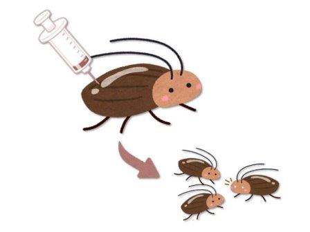 Ученые создали простой метод редактирования генома насекомых и опробовали его на тараканах