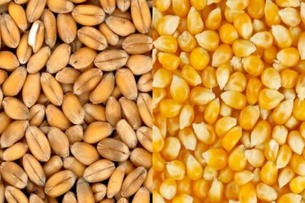 В апреле Россия увеличила экспорт пшеницы и кукурузы