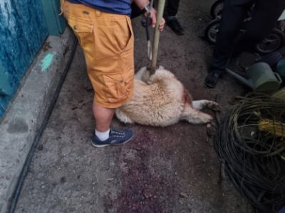 В Красноярске возбуждено уголовное дело по факту гибели 5-летнего ребёнка в результате нападения домашней собаки - новости экологии на ECOportal