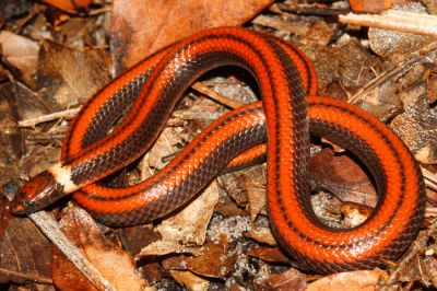 В Парагвае открыли новый вид змей, отличающийся редкостной красотой - новости экологии на ECOportal