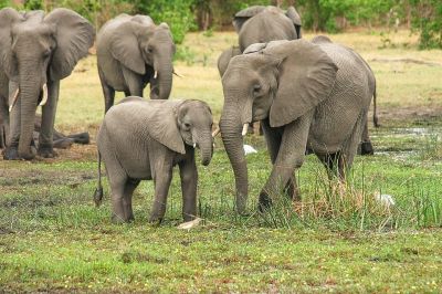 «Живая природа с Эдгардом Запашным»: Почему мопсы больше не собаки и могут ли слоны плакать / Аудио - новости экологии на ECOportal