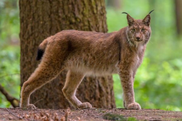 Без резких движений: 7 опасных животных, которых можно встретить в походе - новости экологии на ECOportal