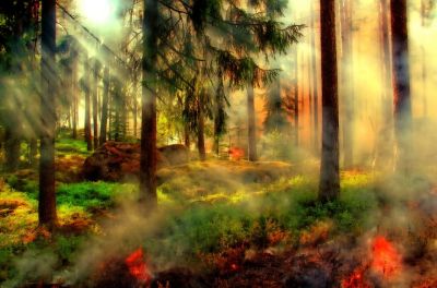 Какой штраф грозит виновникам лесных пожаров? - новости экологии на ECOportal