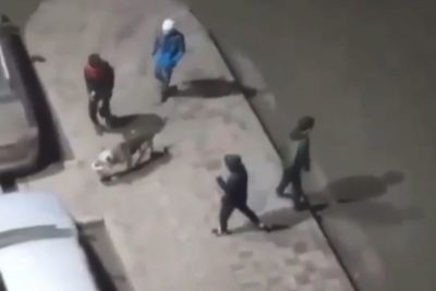 Подростки-живодеры замучили бездомную собаку в Дагестане - новости экологии на ECOportal