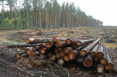 Промышленную вырубку лесов на северных территориях хотят ограничить - новости экологии на ECOportal
