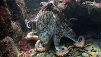 Ученые выяснили, почему осьминоги убивают себя после откладывания яиц - новости экологии на ECOportal