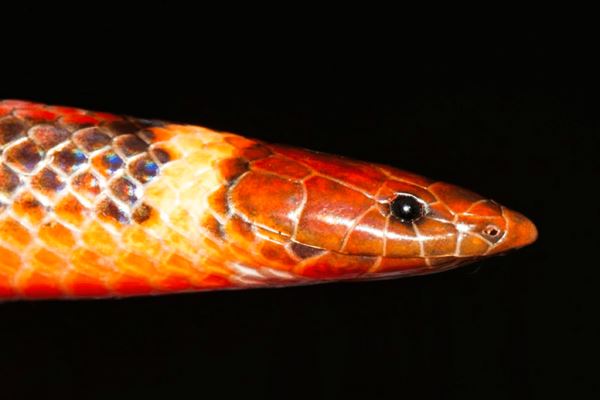 В Парагвае открыли новый вид змей, отличающийся редкостной красотой - новости экологии на ECOportal