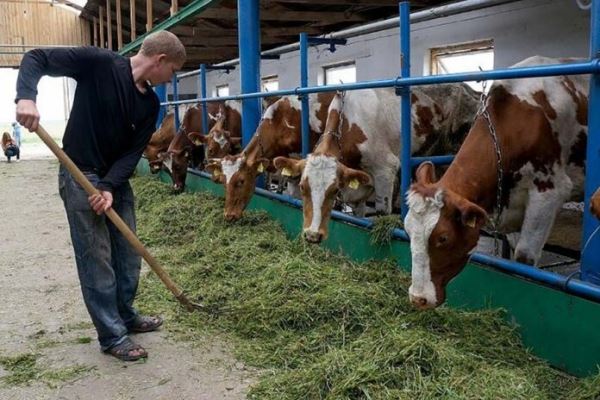В России начались торги животными через электронный сервис «Скотный Двор»